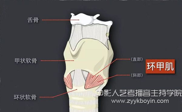 適度顫動(dòng)兩側(cè)環(huán)甲肌法.jpg